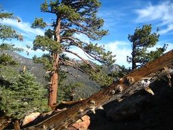 The San Jacinto forest