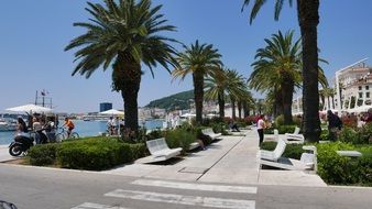 palm trees along the picturesque promenade on a sunny day