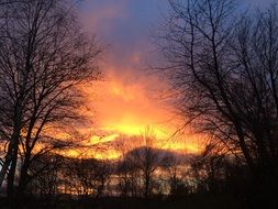 trees on a background of orange sky at sunset