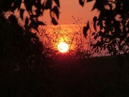 bright sunset through the bushes