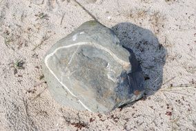 beach grey stone