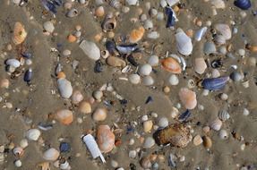 seashells in wet sand