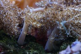 coral in the underwater world
