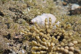 sea shell in the sand