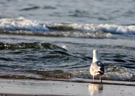 seagull bird walking on the sea coast