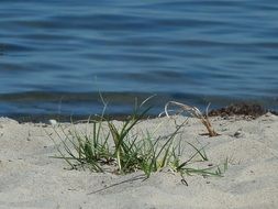 green grass on the beach of the Baltic Sea