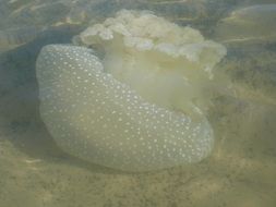huge white jellyfish in water close-up