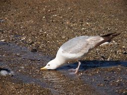 seagull drinks water on the seashore