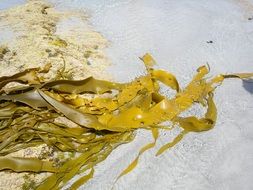 green algae on the sand