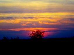 big tree silhouette on bright colorful sunset
