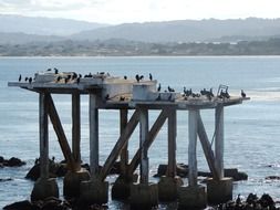 birds on a pier in Monterey bay
