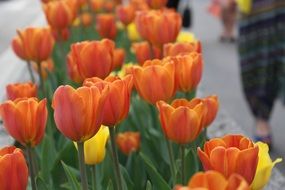 orange and yellow tulips are spring flowers
