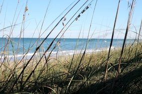 grass on the beach of the sea coast