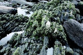 moss n stones on the coast of Ireland