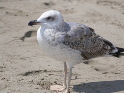 bird on sand