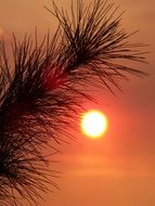 red sun and pine branch