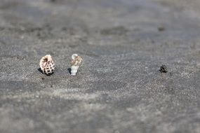 two swirling shells on the sand