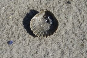 half of seashell with sand on beach