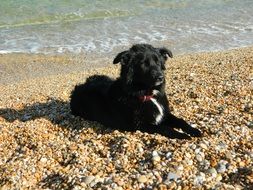 Dog is lying on the beach