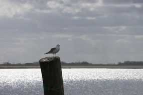 seagull sits on a wooden beam at the north sea