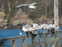 group of gulls on the fence