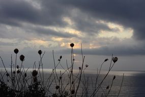 landscape of silhouettes of plants on the coast in cloudy twilight