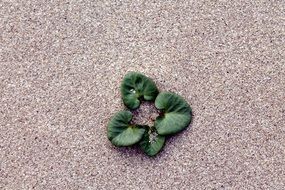 Leaves in the sand