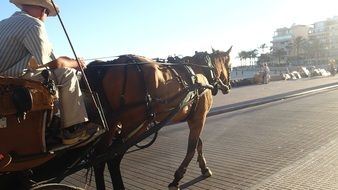 carriage horse trip on a street