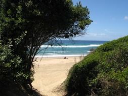 panoramic view of the sunny beach in cape vidal