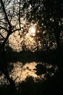 behind the thickets of trees the sun