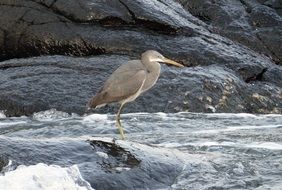 heron on the western reef