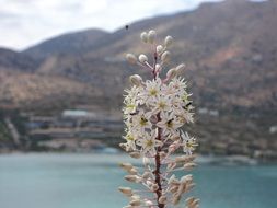 insect over a white oblong inflorescence amid a picturesque landscape