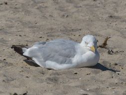 seagull lays on sand, germany, langeoog