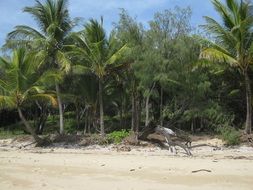 island beach palm