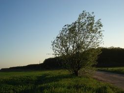 tree among green grass