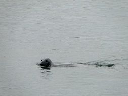 seal in a pond in Scotland