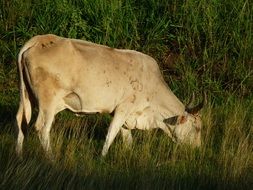 domestic cow eating green grass
