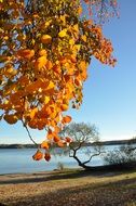 golden beach leaves at autumn landscape
