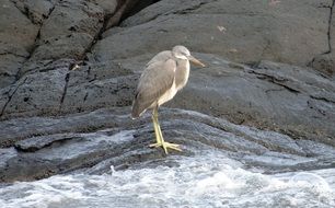 heron stands on a rock near the water