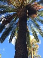 green palm tree in barcelona