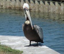 very beautiful pelican bird