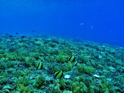 the underwater world of Indonesia, zanclus cornutus