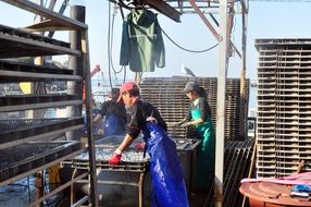 Koreans are processing fish in baengnyeongdo
