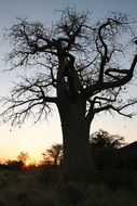 botswana baobab