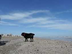 black labrador on the beach
