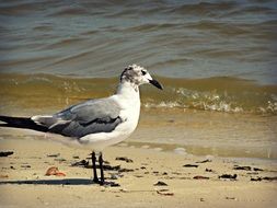 gray-white gull on the sandy shore