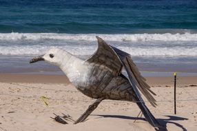 big seagull near the sea surf in australia