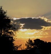 trees against a gilded sky