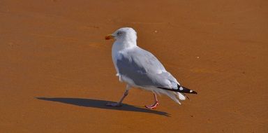 a seagull is walking along a sandy beach