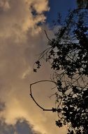 the silhouette of the Bush and the cloud